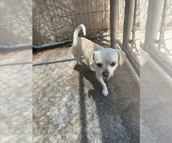 Medium Photo #4 Chihuahua Puppy For Sale in Apple Valley, CA, USA
