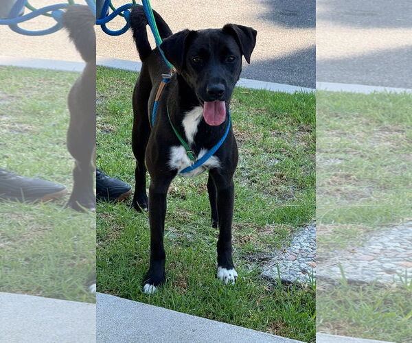 Medium Photo #14 Labrador Retriever-Unknown Mix Puppy For Sale in San Diego, CA, USA