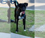 Small #13 Labrador Retriever Mix