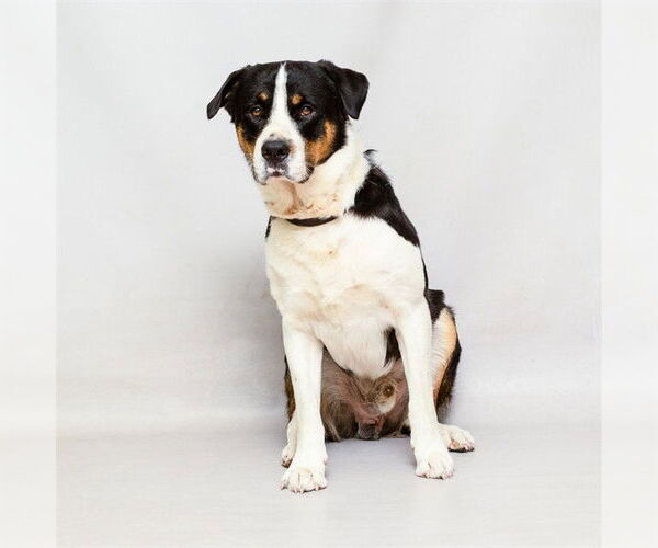 Medium Photo #1 Greater Swiss Mountain Dog-Unknown Mix Puppy For Sale in Sanford, FL, USA