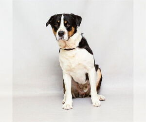 Greater Swiss Mountain Dog-Unknown Mix Dogs for adoption in Sanford, FL, USA