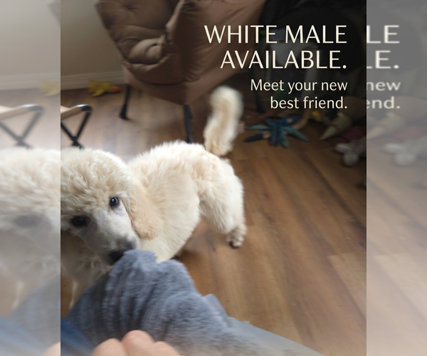 Medium Photo #1 Poodle (Standard) Puppy For Sale in HAMMOND, ME, USA