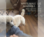 Small Poodle (Standard)