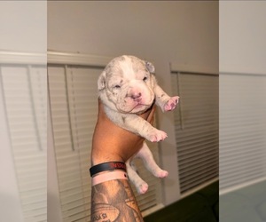 American Bully Puppy for sale in YUKON, OK, USA