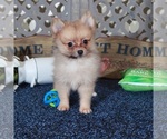 Small #3 Pomeranian