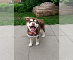 Small #1 Alusky
