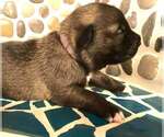 Small #15 Mutt
