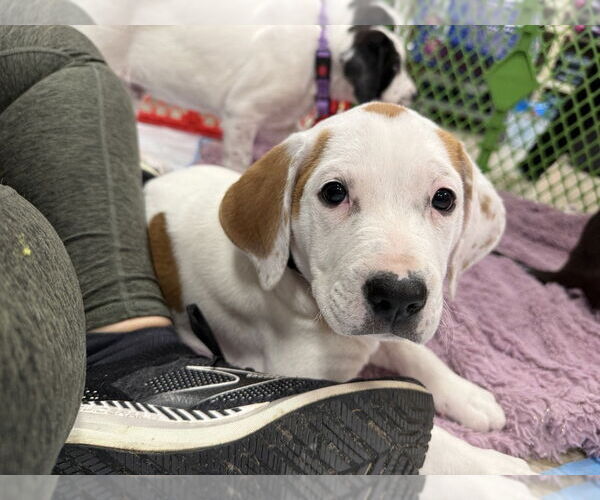 Medium Photo #12 Mutt Puppy For Sale in Wenonah, NJ, USA