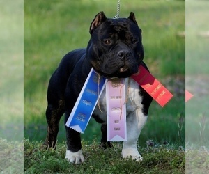 Mother of the American Bully puppies born on 06/01/2022