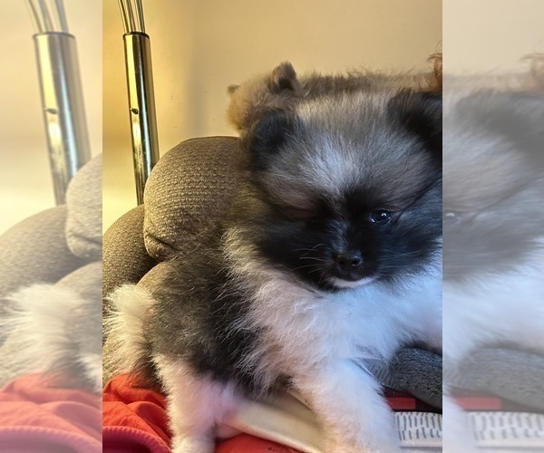 Medium Photo #1 Pomeranian Puppy For Sale in HARRISVILLE, MI, USA