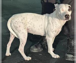 American Staffordshire Terrier-Unknown Mix Dogs for adoption in San Antonio, TX, USA