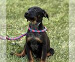 Small #2 Boxer Mix