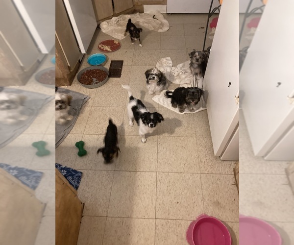 Medium Photo #3 Shorkie Tzu Puppy For Sale in LEBANON, OR, USA