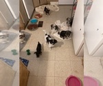 Small #2 Shorkie Tzu