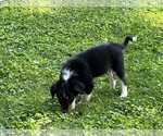 Puppy Puppy 4 Australian Shepherd