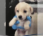 Small Photo #2 Mutt Puppy For Sale in Colton, CA, USA