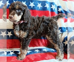 Poodle (Standard) Puppy for sale in BONNERS FERRY, ID, USA