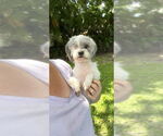 Small #2 Shih Tzu