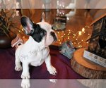 Small Photo #8 French Bulldog Puppy For Sale in NEW SMYRNA, FL, USA