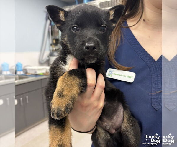 Medium Photo #1 Mutt Puppy For Sale in Washington, DC, USA