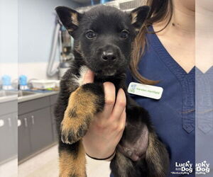 Mutt Dogs for adoption in Washington, DC, USA