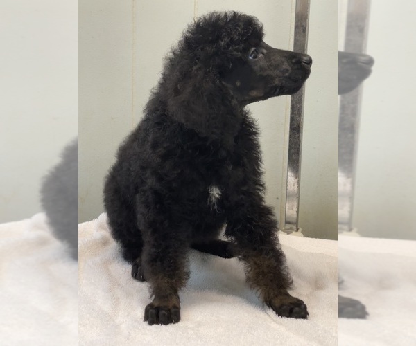 Medium Photo #4 Poodle (Standard) Puppy For Sale in BURNSVILLE, NC, USA