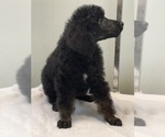 Small #3 Poodle (Standard)