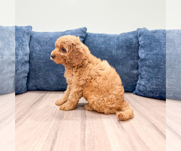 Medium Photo #5 Miniature Labradoodle Puppy For Sale in MILLERSBURG, OH, USA