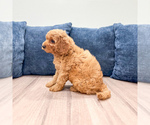 Small #4 Miniature Labradoodle