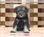 Small #2 Schnauzer (Miniature)