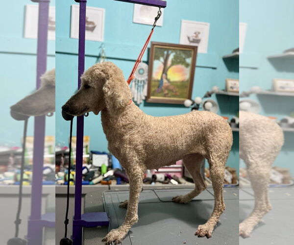 Medium Photo #4 Mutt Puppy For Sale in Mooresville, NC, USA