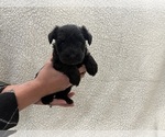 Small #7 Schnauzer (Miniature)