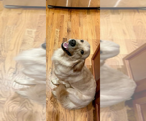 Mother of the Golden Retriever puppies born on 10/05/2025