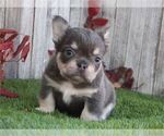 Small #15 French Bulldog