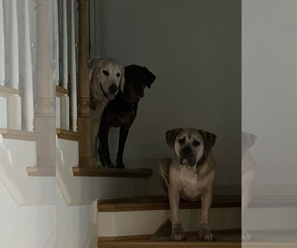 Medium Photo #5 Mutt Puppy For Sale in Virginia Beach, VA, USA