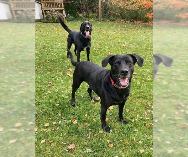 Medium Photo #7 Labrador Retriever-Unknown Mix Puppy For Sale in Rockaway, NJ, USA