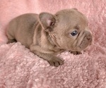 Small #8 French Bulldog
