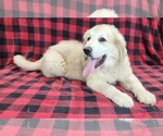Small #9 Anatolian Shepherd