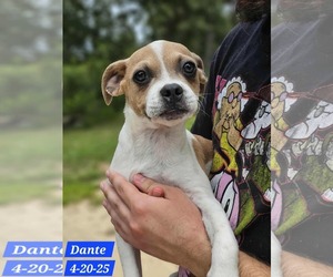 Pug-Unknown Mix Dogs for adoption in Sheboygan, WI, USA