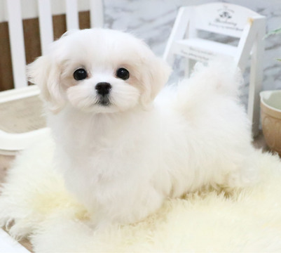 Medium Photo #7 Maltese Puppy For Sale in SAN FRANCISCO, CA, USA