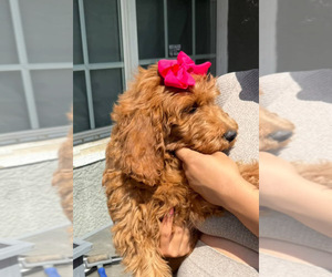 Double Doodle Puppy for sale in EASTVALE, CA, USA