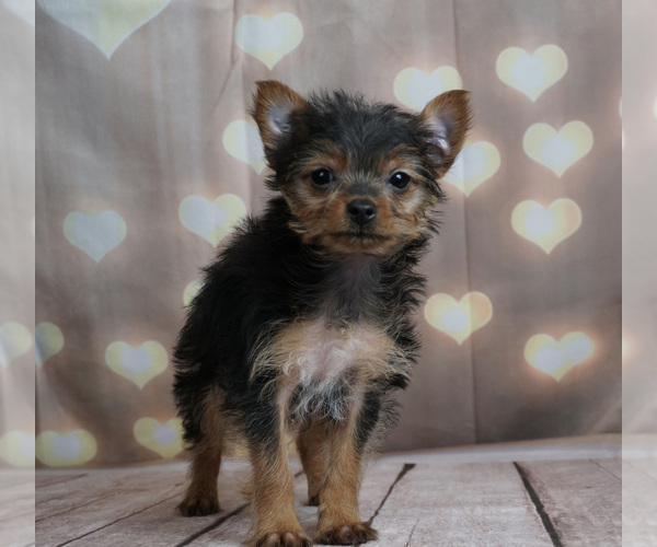 Medium Photo #3 Yorkshire Terrier Puppy For Sale in WARSAW, IN, USA