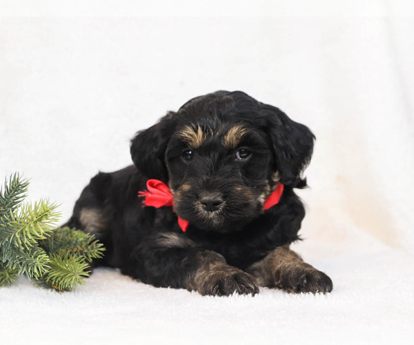 Medium Photo #2 Goldendoodle Puppy For Sale in MILLERSBURG, PA, USA