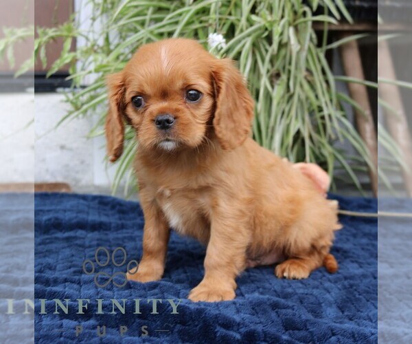 Medium Photo #1 Cavalier King Charles Spaniel Puppy For Sale in NARVON, PA, USA