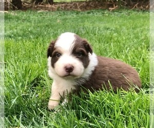 Australian Shepherd Puppy for sale in ROBERTS, IL, USA