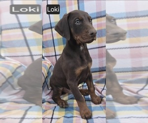 Doberman Pinscher Puppy for sale in POMEROY, OH, USA