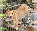 Small #4 Labrador Retriever Mix