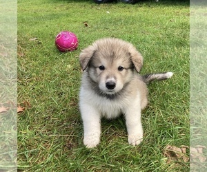 Alaskan Malamute-Great Pyrenees Mix Puppy for sale in BOONVILLE, NY, USA