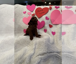 Poodle (Miniature) Puppy for Sale in ARCADIA, Ohio USA