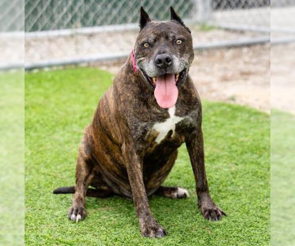 Medium Photo #1 Mutt Puppy For Sale in Camarillo, CA, USA